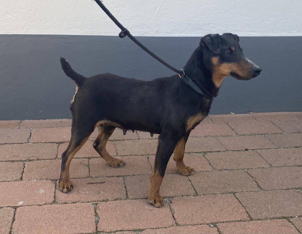 SE37710/2024 Cleo Vom Freischütz-Ost
